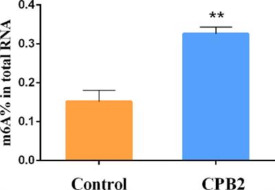 N6-Methyladenosine Methylation Analysis of Long Noncoding RNAs and mRNAs in IPEC-J2 Cells Treated With Clostridium perfringens beta2 Toxin